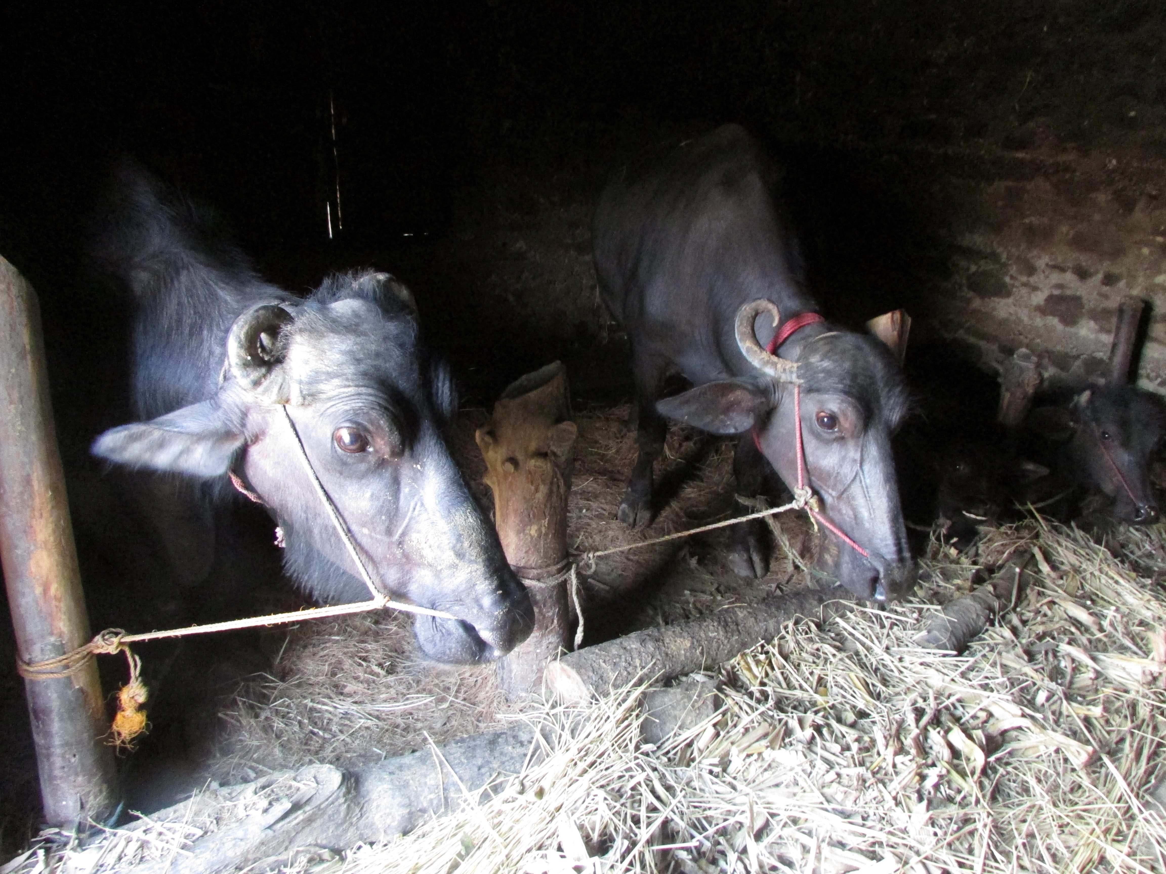 Buffalo Loan Project